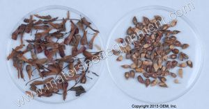 Maple tree seeds before and after Debearding.